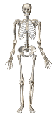 nor bone will not remain